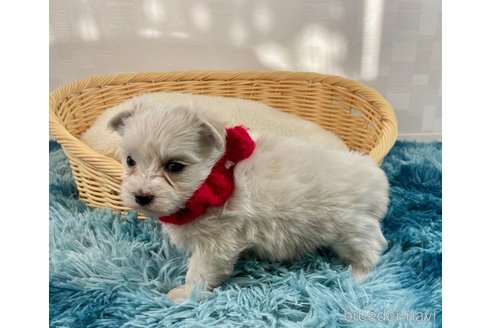 成約済の埼玉県のマルチーズ-359032の3枚目