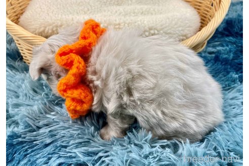 成約済の埼玉県のマルチーズ-359033の5枚目
