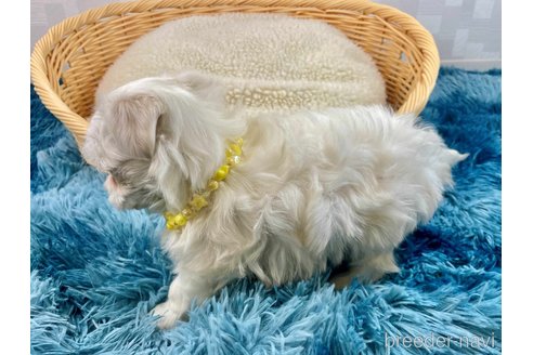 成約済の埼玉県のマルチーズ-357173の3枚目