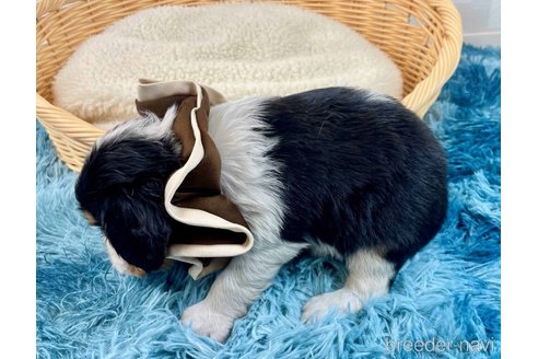 成約済の埼玉県のキャバリアキングチャールズスパニエル-359022の3枚目