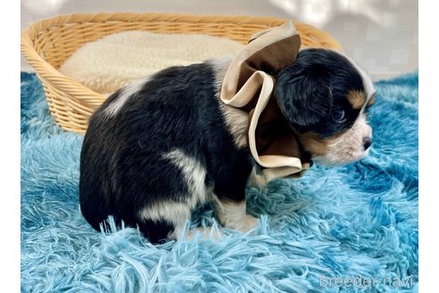 成約済の埼玉県のキャバリアキングチャールズスパニエル-359022の5枚目