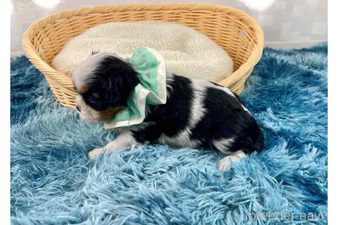 成約済の埼玉県のキャバリアキングチャールズスパニエル-359023の4枚目