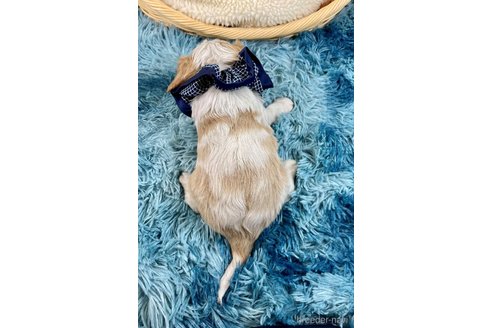 成約済の埼玉県のキャバリアキングチャールズスパニエル-359026の2枚目