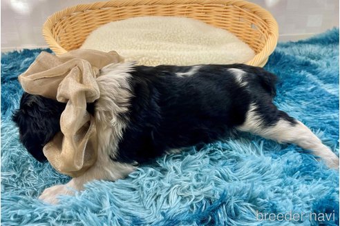 成約済の埼玉県のキャバリアキングチャールズスパニエル-357175の4枚目