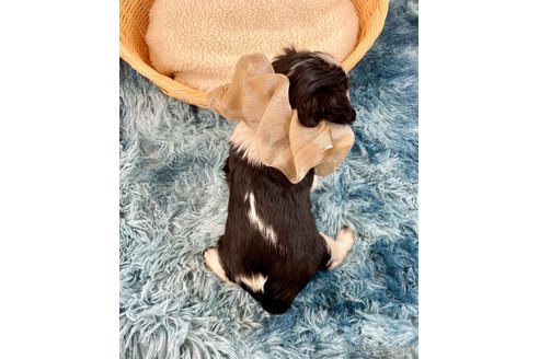 成約済の埼玉県のキャバリアキングチャールズスパニエル-357175の3枚目