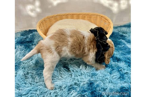 成約済の埼玉県のキャバリアキングチャールズスパニエル-357178の5枚目