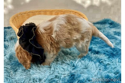 成約済の埼玉県のキャバリアキングチャールズスパニエル-357178の2枚目