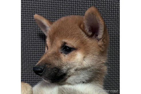 成約済の福岡県の豆柴-354138の6枚目