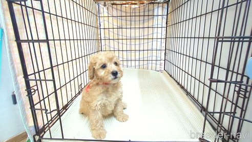 成約済の茨城県のトイプードル-330240の8枚目