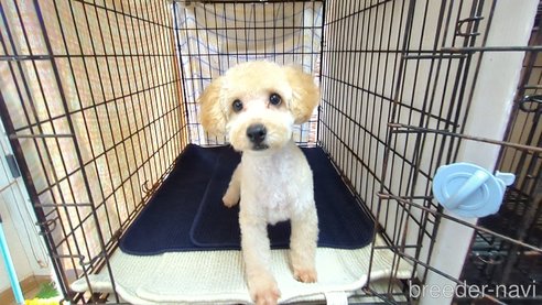 成約済の茨城県のトイプードル-330242の1枚目