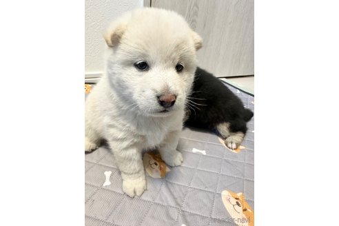 成約済の北海道の柴犬-360446の2枚目