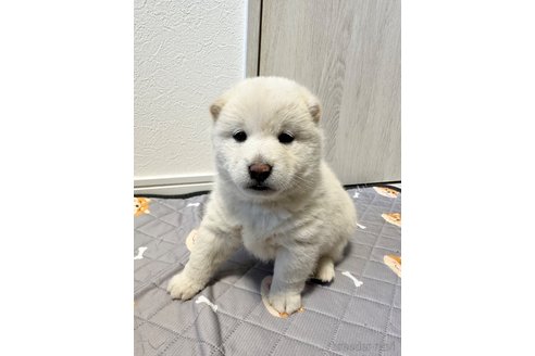 成約済の北海道の柴犬-360446の3枚目