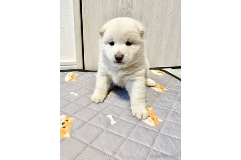 成約済の北海道の柴犬-360446の4枚目