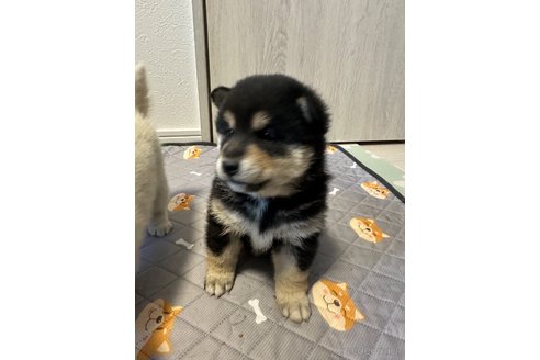 成約済の北海道の柴犬-360448の3枚目