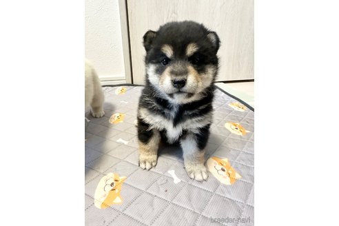 成約済の北海道の柴犬-360448の2枚目