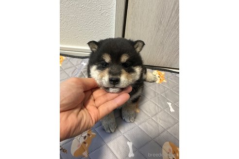 成約済の北海道の柴犬-360448の4枚目