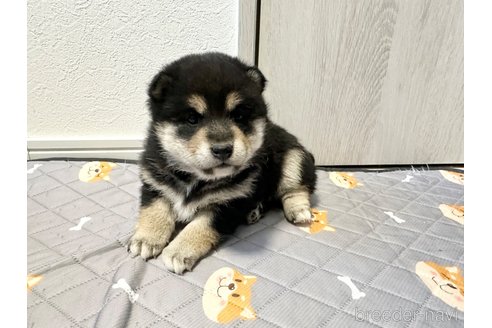 成約済の北海道の柴犬-360448の5枚目