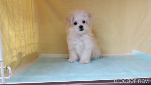 成約済の東京都のマルプー:マルチーズ×トイプードル-355125の3枚目
