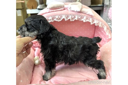 成約済の大阪府のミニチュアシュナウザー-360468の9枚目