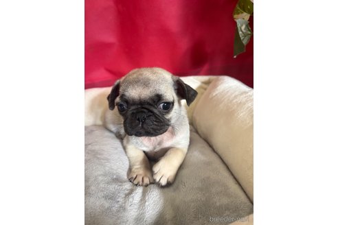 成約済の愛知県のパグ-360489の1枚目