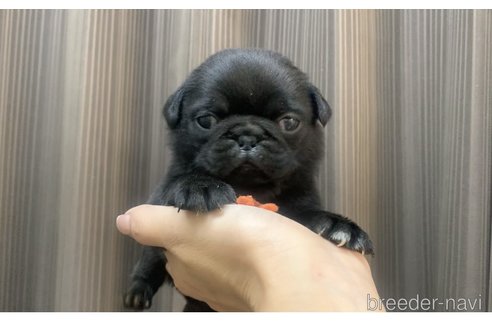 成約済の滋賀県のパグ-360490の3枚目