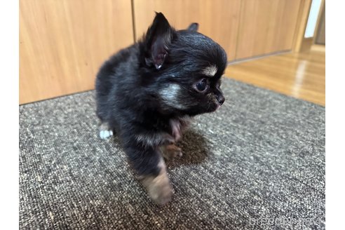 成約済の福岡県のチワワ(ロングコート)-360505の3枚目