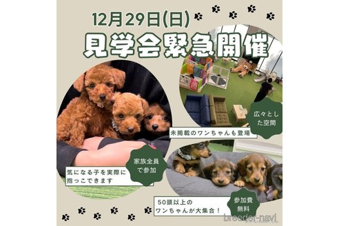 成約済の茨城県のトイプードル-355715の3枚目