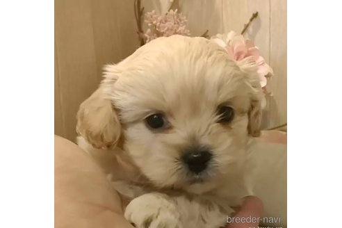 成約済の愛知県のミックス犬-357706の1枚目