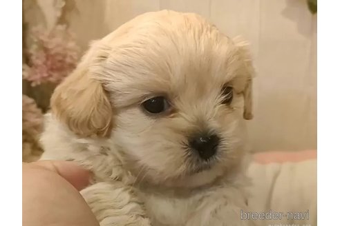 成約済の愛知県のミックス犬-357706の8枚目