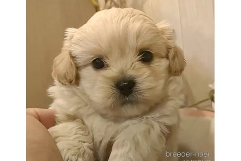 成約済の愛知県のミックス犬-357706の7枚目