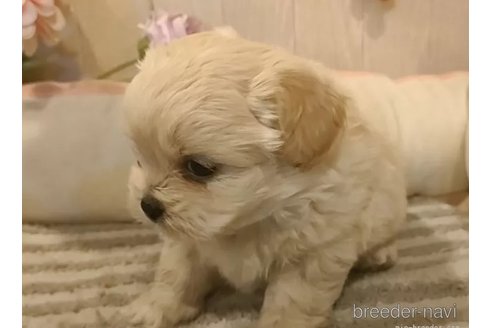 成約済の愛知県のミックス犬-357706の6枚目