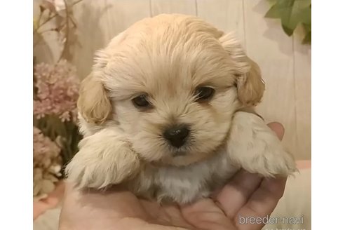 成約済の愛知県のミックス犬-357706の5枚目