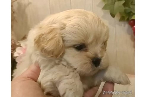 成約済の愛知県のミックス犬-357706の4枚目