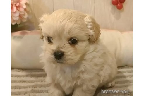 成約済の愛知県のミックス犬-357706の3枚目