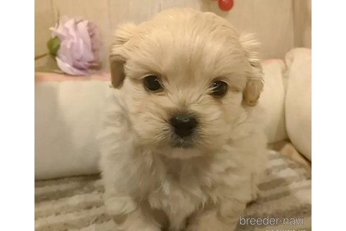 成約済の愛知県のミックス犬-357706の2枚目