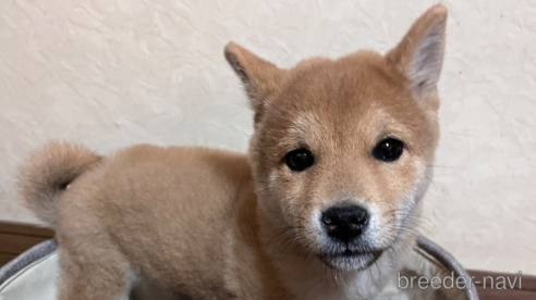 成約済の栃木県の柴犬-346550の1枚目