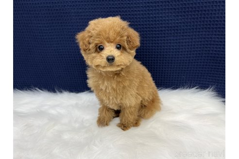 成約済の東京都のタイニープードル-354876の2枚目