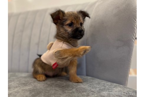 販売中の山形県のミックス犬-357523の4枚目
