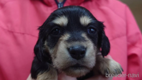 成約済の山口県のミニチュアダックスフンド(ロングヘアード)-360700の3枚目