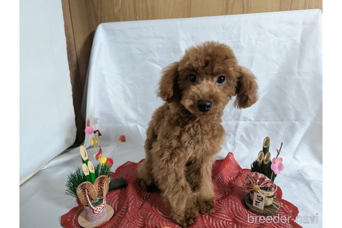 成約済の愛知県のトイプードル-326771の17枚目