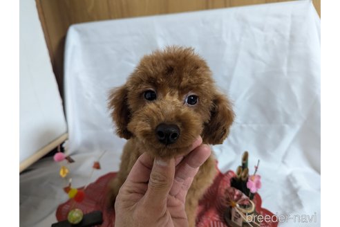 成約済の愛知県のトイプードル-326771の15枚目