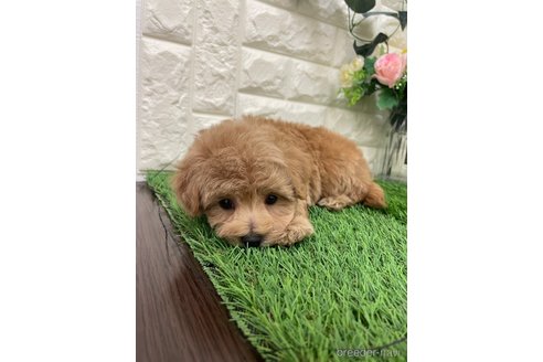 成約済の岡山県のマルプー:マルチーズ×トイプードル-360404の10枚目