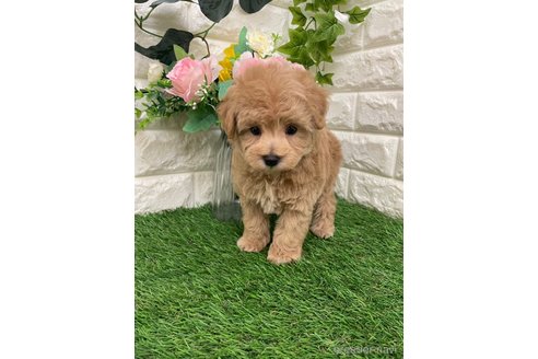成約済の岡山県のマルプー:マルチーズ×トイプードル-360404の13枚目