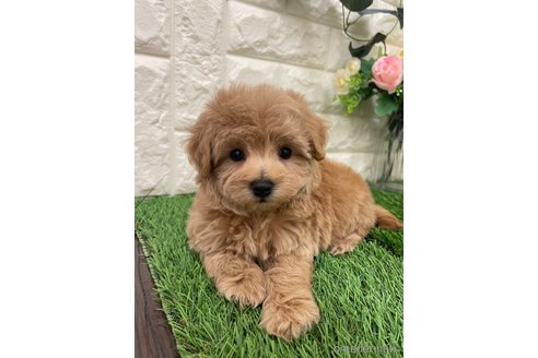 成約済の岡山県のマルプー:マルチーズ×トイプードル-360404の7枚目