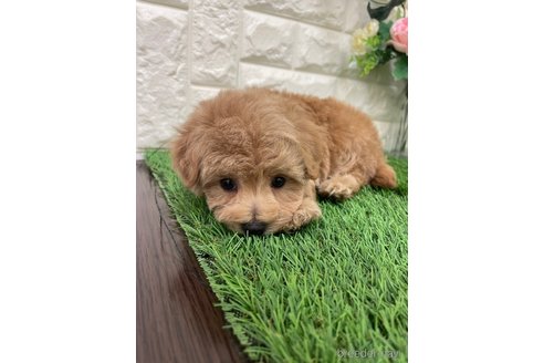 成約済の岡山県のマルプー:マルチーズ×トイプードル-360404の5枚目