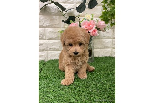 成約済の岡山県のマルプー:マルチーズ×トイプードル-360404の2枚目