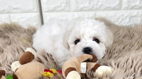 成約済の栃木県のビションフリーゼ-355172の6枚目