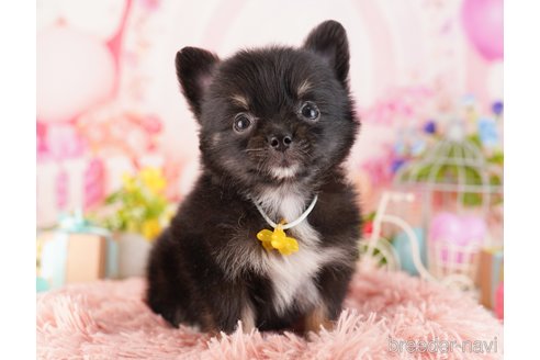 成約済の東京都のミックス犬-360713の6枚目