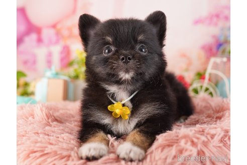 成約済の東京都のミックス犬-360713の5枚目