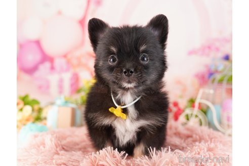 成約済の東京都のミックス犬-360713の4枚目